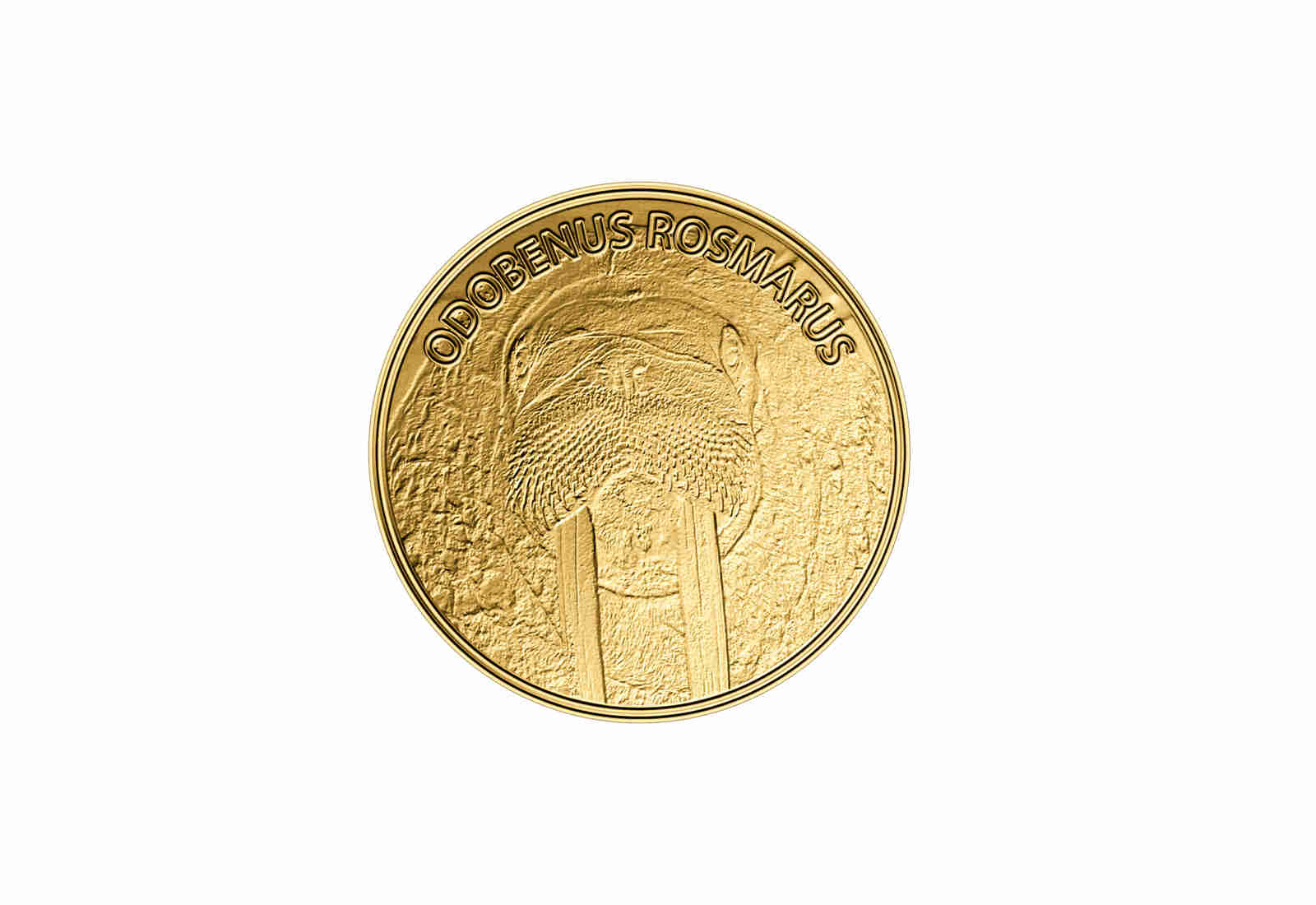 Goldmünze Motiv Walross 999/1000 Gold Geschenk