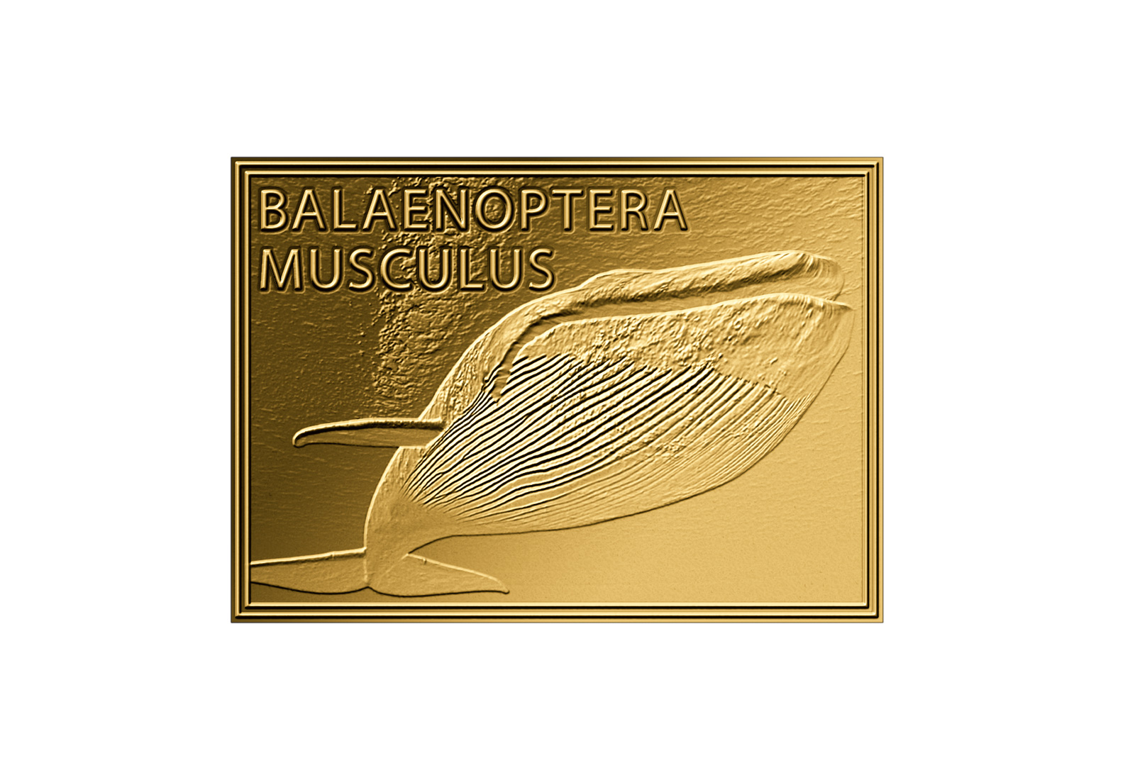 Goldmünze Motiv Blauwal 999/1000 Gold Geschenk