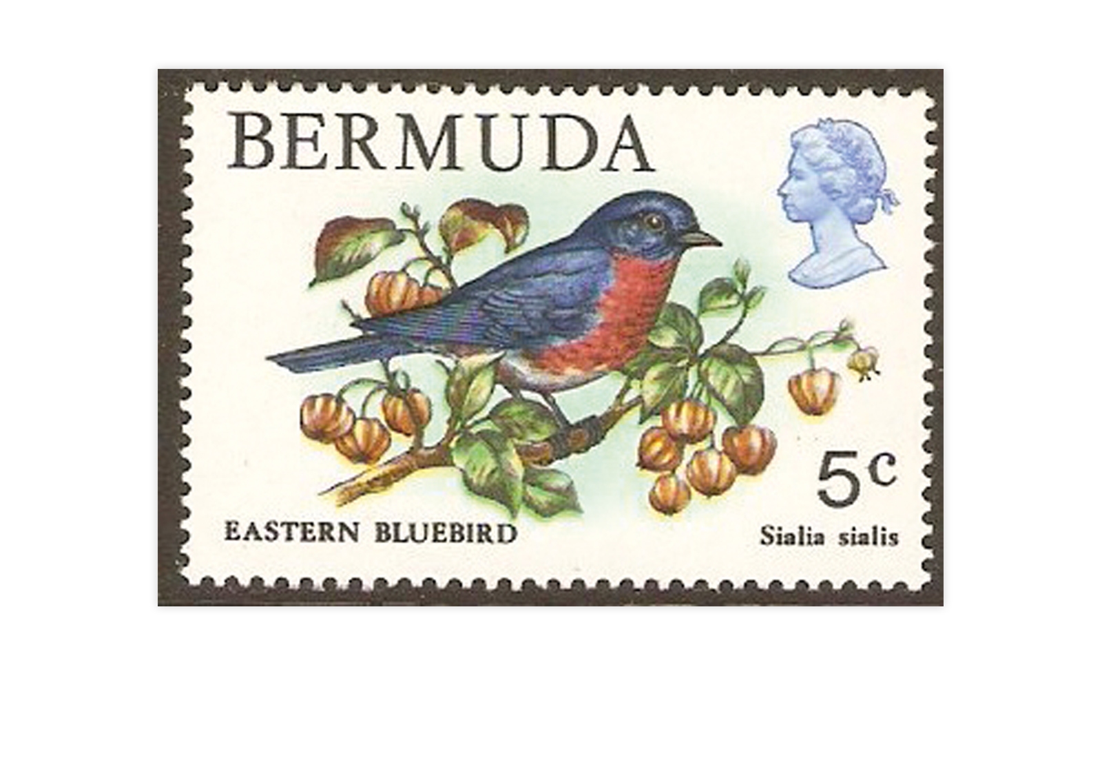 Bermuda 10 Marken