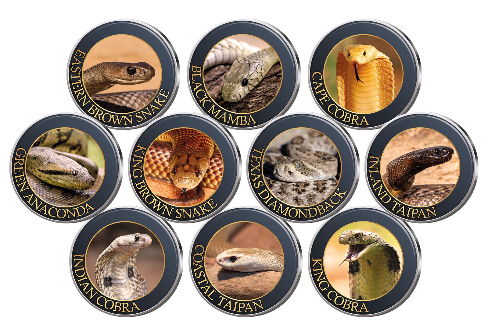 10er Kollektion Die Welt der Schlangen mit Farbappl. im Etui inkl. Zertifikat